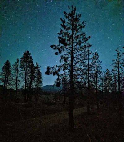 Starry night sky through silhouetted trees